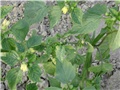 ljubičasti tomatillo